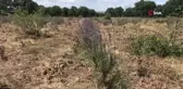 Uzunköprü'de ilk lavanta hasadı yapıldı
