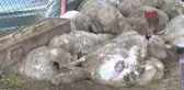 'Sokak köpekleri 35 koyunu telef etti' iddiası