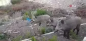 Yiyecek bulmakta zorlanan domuz sürüsü gündüz vakti şehre indi