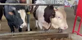 KURBAN ETLERİ İÇİN 'KASAP' TAVSİYESİ