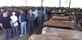 Boyabat'ta kurbanlık satışları başladı