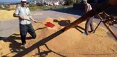 Osmaneli'de buğday hasadı başladı