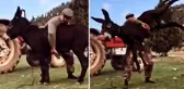 Altın kemeri alan başpehlivanın antrenman metodu hayvanseverleri ayağa kaldıracak