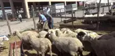Hayvan pazarında kurban hareketliliği başladı
