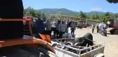 Aydın'da Kurbanlık Satan Besiciler Bu Yıl Umduğunu Bulamadı: 