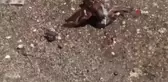 Çatıdan düşen minik serçe, başka bir serçenin çabalarıyla hayata tutundu