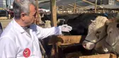Kağıthane kurban pazarında hayvanlar sağlık kontrolünden geçirildi