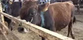 Aksaraylı Vatandaş, Yüksek Fiyatlar Nedeniyle Kurbanlık Alamamaktan Dert Yandı: 