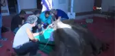 Burdur'da alt çene kemiği kırık olan deveye implant takıldı
