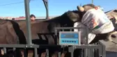 Kullanıma uygun olmayan Sivas kurban pazarı besicileri üzdü