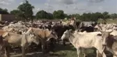 OUAGADOUGOU - Burkina Faso'da 200 bin kişiye kurban eti ulaştırılacak