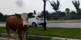 Bursa'da kaçan kurbanlıklar trafiği birbirine kattı