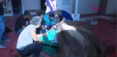 DEVEYE ÇENE AMELİYATI YAPILDI