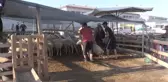 Niğde'de hayvan pazarında bayramda da hareketlilik devam ediyor