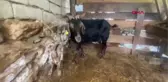 KURBANLIK ALDIKLARI KEÇİ DOĞUM YAPINCA KESMEKTEN VAZGEÇTİ