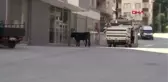 RİZE'DE 1 SAATLİK KURBAN KOVALAMASI