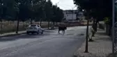 Silivri'de sahibinin elinden kaçan kurbanlık zor anlar yaşattı
