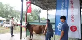 Cumhurbaşkanı Erdoğan'ın TDV'ye bağışladığı kurban Düzce'de kesildi