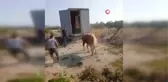 Kurbanlık boğa sahiplerine zor anlar yaşattı