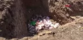 KOCAELİ'DE ÇUKURLARA ATILAN KURBAN ATIKLARINDAN KÖTÜ KOKU YAYILDI