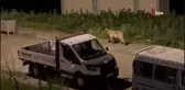 Acıkan ayılar her gün ilçe merkezinde yiyecek arıyor