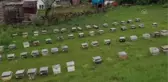 Avrupa'ya Türk balı