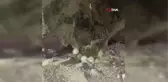 Nesli tükenmekte olan Caretta Carettayı yumurtlarken flaşla rahatsız ettiler