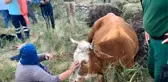 Su kuyusuna düşen inek, 40 dakikalık çalışmayla kurtarıldı
