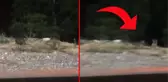 Aşına ortak olmak isteyen tilkiyi kabul etmeyen kedi kaplan kesildi
