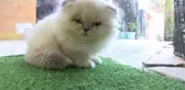 PETSHOP VİTRİNLERİNDEN KEDİ VE KÖPEKLER KALDIRILDI