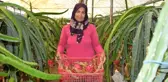 Gübre masrafı yok, 4 gün susuz kalabiliyor! Kilosu 100 TL'den satılan ejder meyvesine otel ve marketlerden talep çok