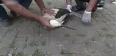 Yaralı leyleğe Büyükşehir şefkati