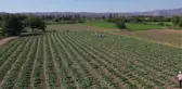 BALIKESİR - Üretim alanı artan 