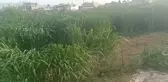 Maliyet Arttı Besici Alternatif Yeme Yöneldi: 