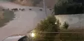 Bursa'da aç kalan domuz sürüsü şehir merkezine indi