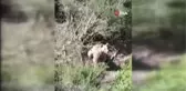 Domuz tuzağına yakalanan boz ayı böyle kurtarıldı
