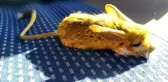 Bitkin halde bulunan Arap Tavşanı tedavi altına alındı