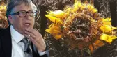 Olağan şüpheli Bill Gates, Türkiye'deki tırtıl istilasından da sorumlu tutuldu! İddia doğruysa çok vahim