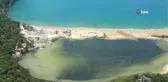 Deniz kaplumbağası yuva sayısında iklim krizi etkisi