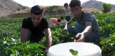 Meşhur Keban biberinde hasat başladı