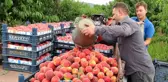 Şeftali tarlada 2 liraya kadar düştü