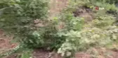 Vali Sonel, şiddetli yağışların hasar yol açtığı ilçede incelemelerde bulundu