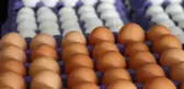 Vay vatandaşın haline! Bir okkalı zam da yumurtaya yapıldı