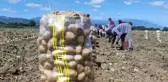 Patates hasadı başladı! Tarladaki satış fiyatını duyanlar 
