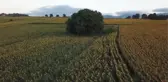 (DRON) Ağustosta hasadı yapılacak ayçiçekleri açtı