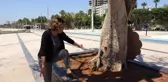 Mersin'de yarım asırlık ağacın kurutulmasına tepki