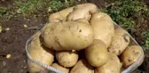 Patates 7 TL'yi bulan satış fiyatıyla üreticisinin yüzünü güldürdü