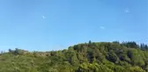 Söke'de orman yangını (3)