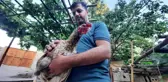 Bu tavuğu görenler gözlerine inanamıyor: Tavuk olduğunu unuttu, horoz gibi ötüyor