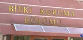Faydalı böcekler, çiftçiyi endişelendiren çayır tırtılıyla mücadele edecek